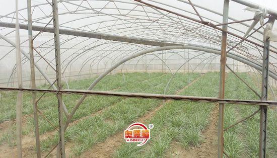 點擊查看詳細信息<br>標題：有機韭菜 閱讀次數(shù)：7706